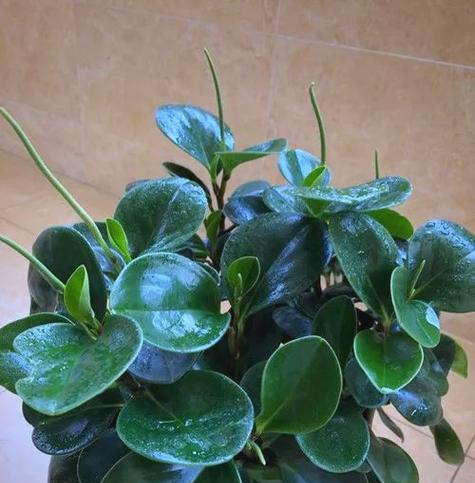 盆栽冬季养护需要注意什么？如何在冬天照顾好盆栽植物？