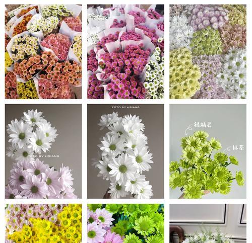 小雏菊的花期持续多久？如何延长花期？