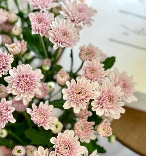 小雏菊的花期持续多久？如何延长花期？