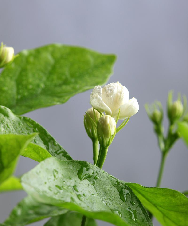 茉莉叶子干是怎么回事？茉莉叶子干的原因是什么？