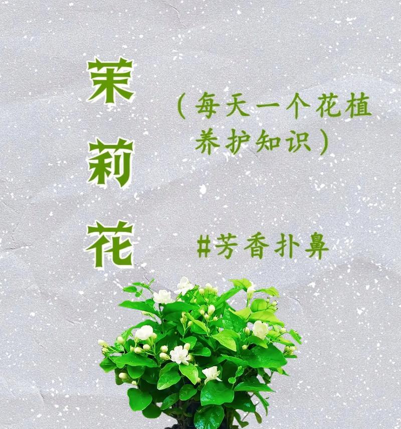茉莉叶子干是怎么回事？茉莉叶子干的原因是什么？
