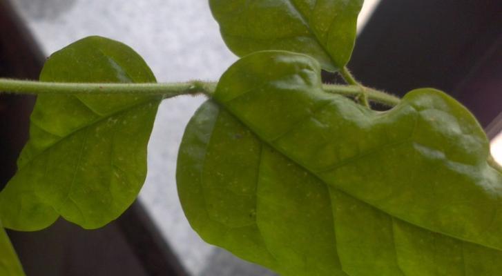茉莉叶子干是怎么回事？茉莉叶子干的原因是什么？