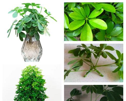 鸭脚木扦插的适宜季节是什么时候？