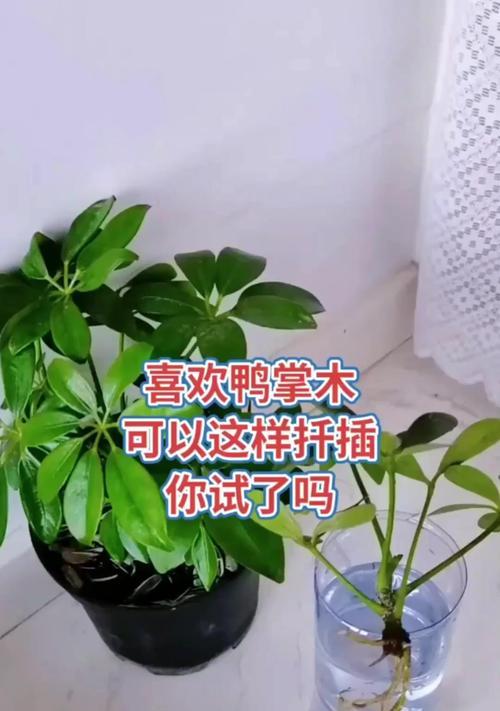 鸭脚木扦插的适宜季节是什么时候？