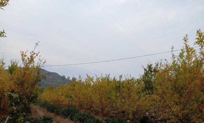 秋季适合种植哪些树种？