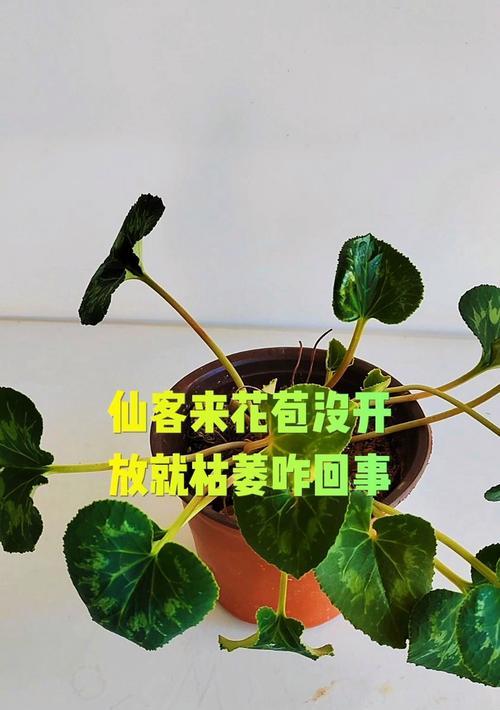 仙客来不开花是什么问题？如何促进开花？