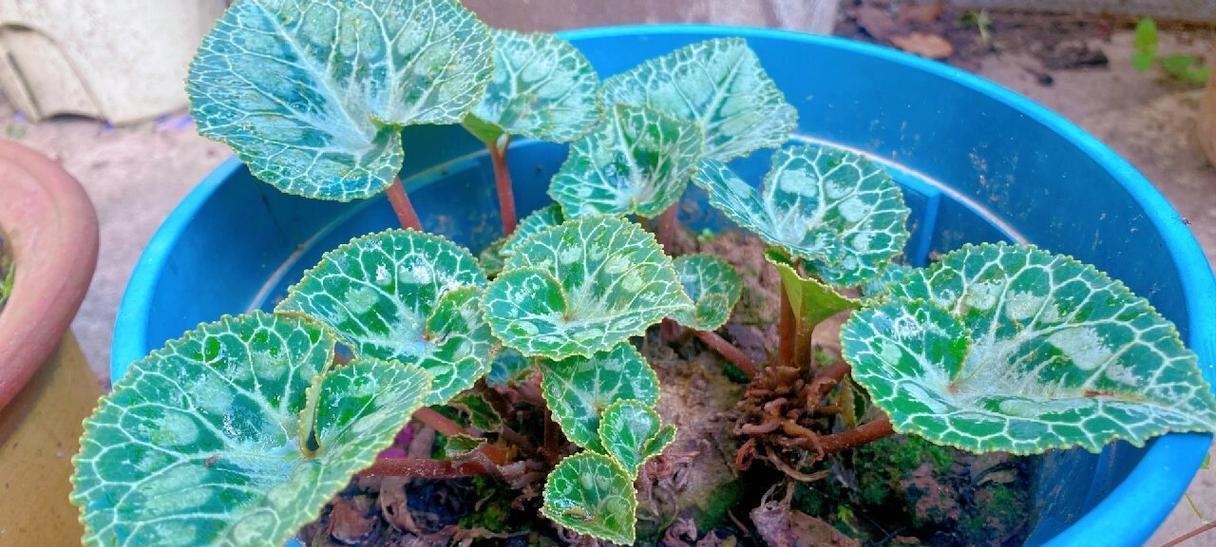仙客来不开花是什么问题？如何促进开花？
