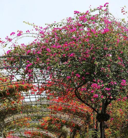 海南市花的种类和特点是什么？