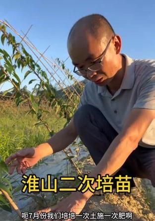 淮山种植方法是什么？淮山种植过程中需要注意哪些问题？
