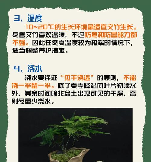 文竹冬季养护的要点是什么？
