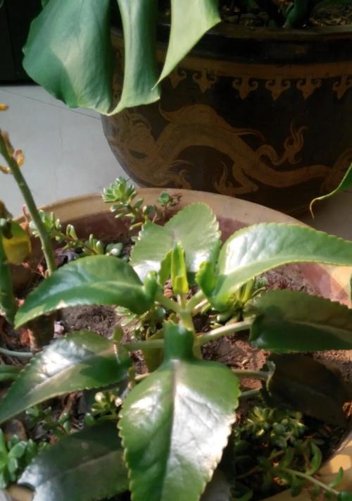 大叶落地生根的养护方法是什么？如何繁殖更多植株？