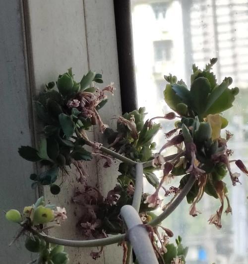 大叶落地生根的养护方法是什么？如何繁殖更多植株？