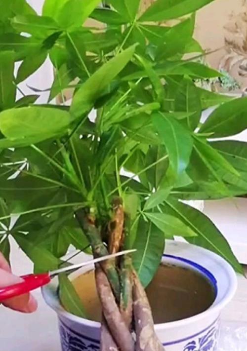 发财树换盆的最佳时机是什么时候？换盆步骤是怎样的？