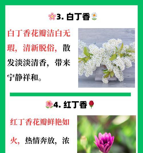 丁香的养殖方法是什么？丁香养护需要注意什么？