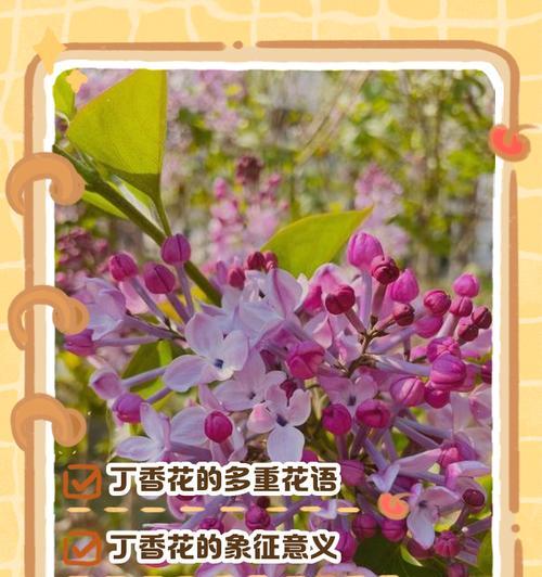 丁香的养殖方法是什么？丁香养护需要注意什么？