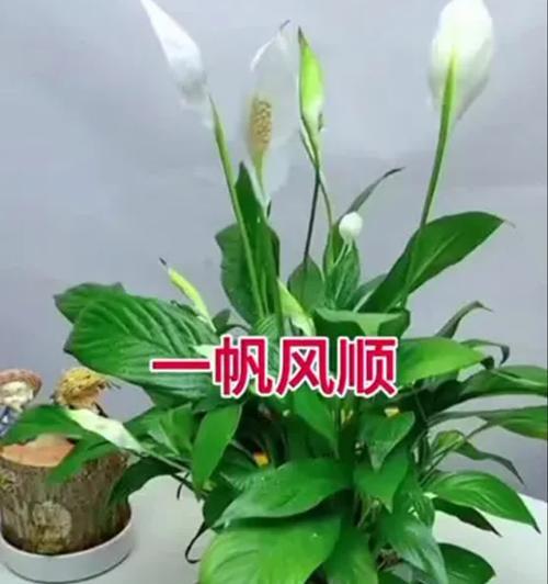 白掌开花的最佳时机是什么时候？