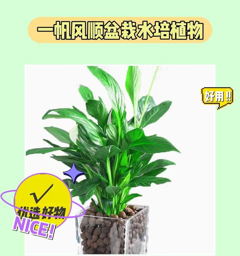 白掌开花的最佳时机是什么时候？