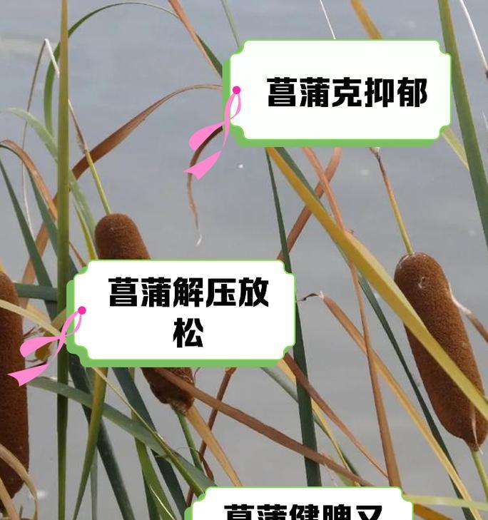 菖蒲的养殖方法有哪些？如何保持菖蒲的健康生长？