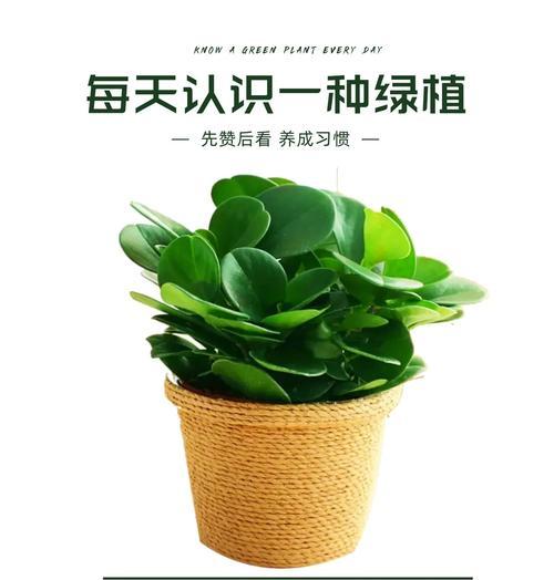 豆瓣草的特征是什么？如何区分和养护？