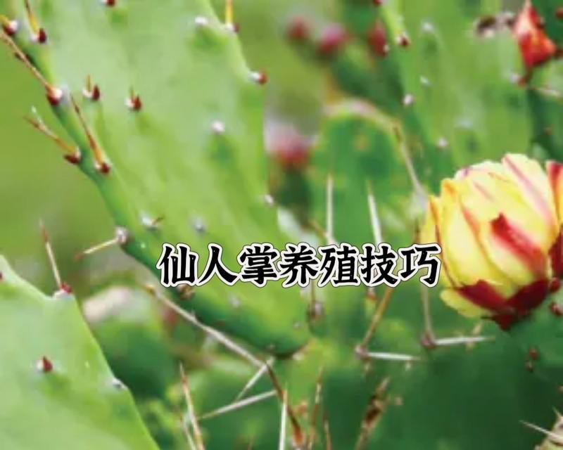 仙人棍的正确养护方法是什么？