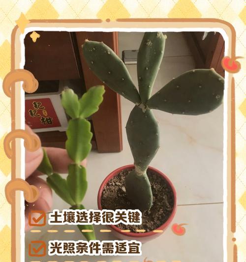 仙人棍的正确养护方法是什么？