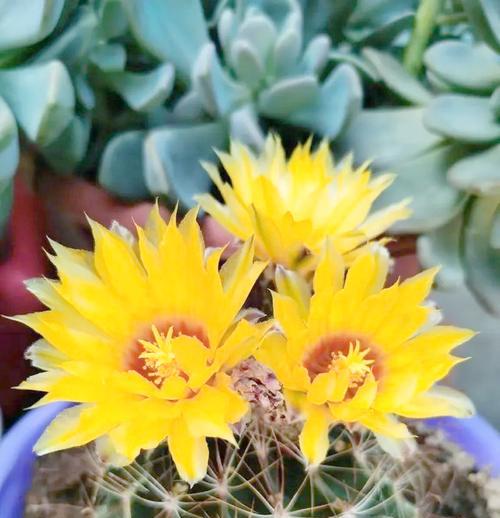 冬天适合种植哪些花卉？如何选择和养护冬季花卉？
