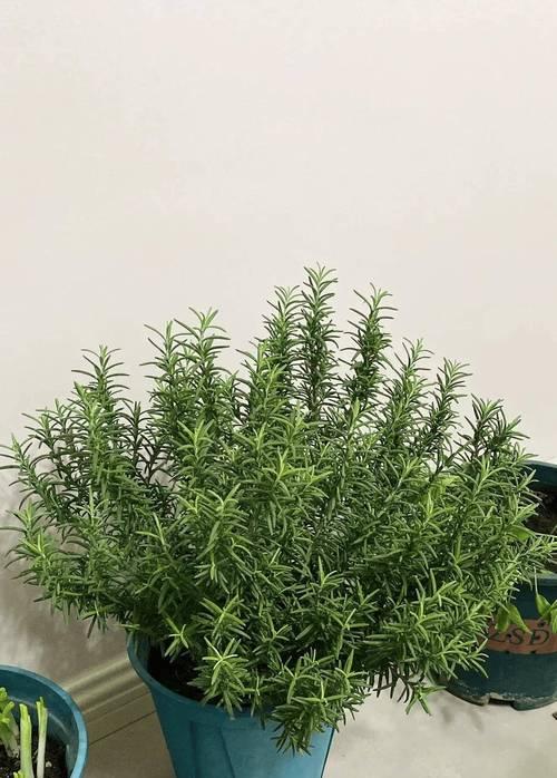 冬天适合种植哪些花卉？如何选择和养护冬季花卉？