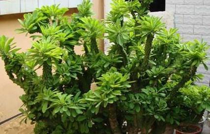 麒麟掌适合哪种土壤？种植麒麟掌的土壤选择是什么？