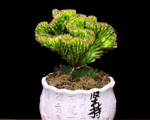 麒麟掌适合哪种土壤？种植麒麟掌的土壤选择是什么？
