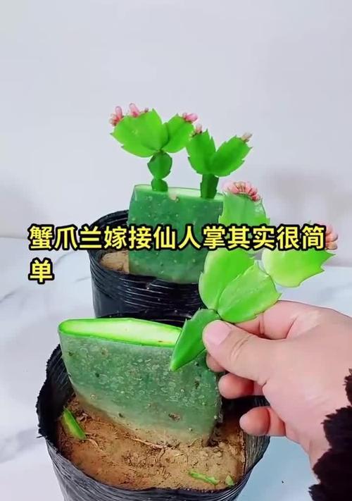 蟹爪兰的最佳嫁接时间是什么时候？嫁接蟹爪兰的步骤有哪些？