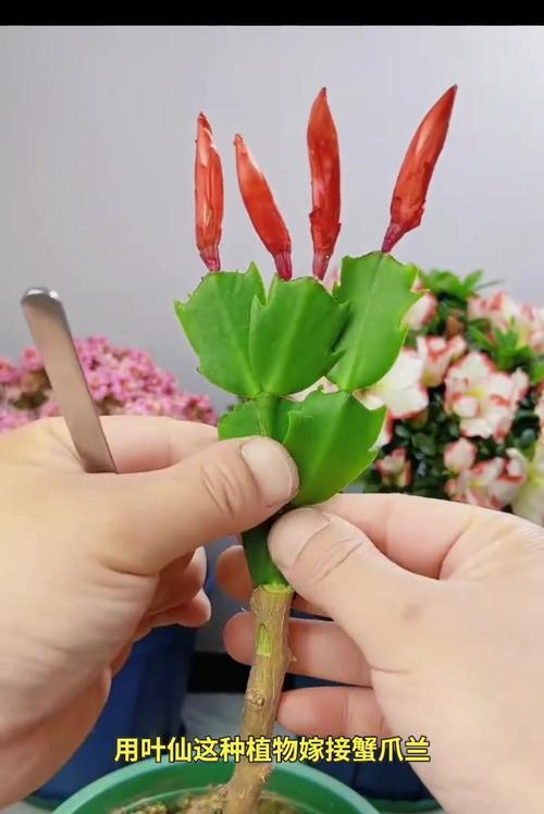 蟹爪兰的最佳嫁接时间是什么时候？嫁接蟹爪兰的步骤有哪些？