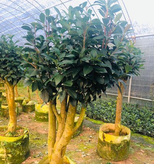 茶花嫁接的最佳时期是什么时候？嫁接后如何确保成活率？