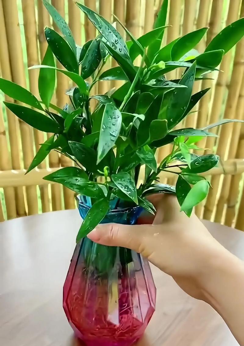 水竹在室内装饰中有什么作用？如何正确养护？