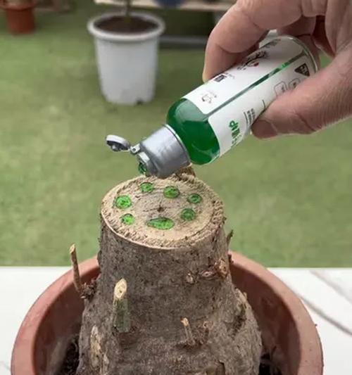 发财树枯死怎么救活？有哪些有效的挽救措施？