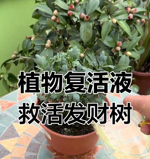 发财树枯死怎么救活？有哪些有效的挽救措施？