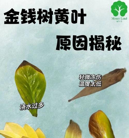 金铃花叶子发黄的原因是什么？