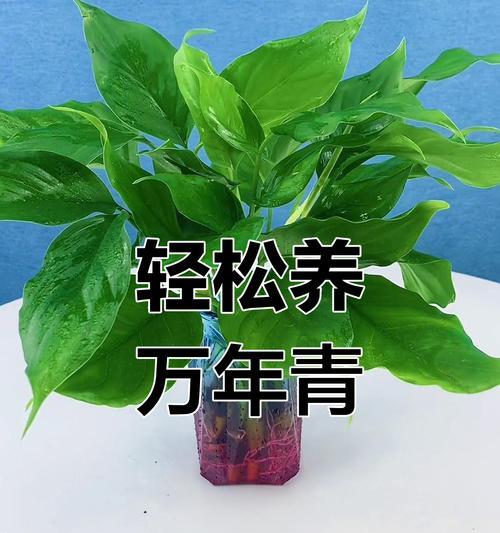 万年青夏天浇水有什么讲究？如何避免浇水不当导致的问题？