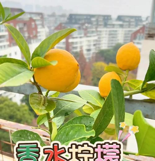 盆栽柠檬新枝修剪方法是什么？修剪后如何促进柠檬生长？