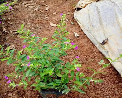 大花满天星的种植技巧是什么？