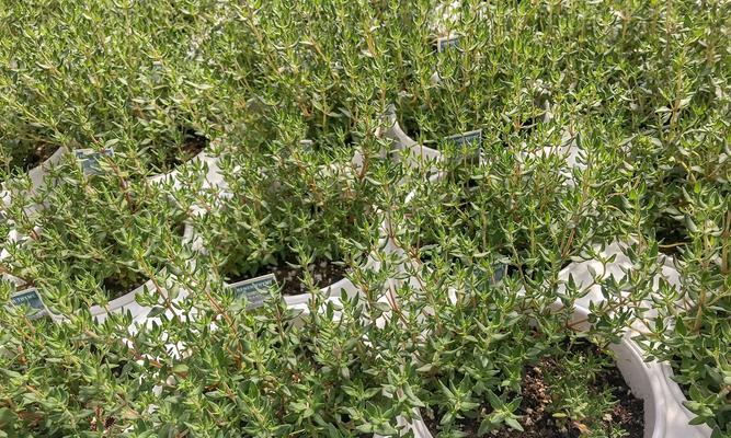 大花满天星的种植技巧是什么？
