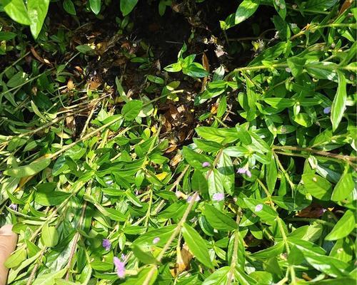 大花满天星的种植技巧是什么？