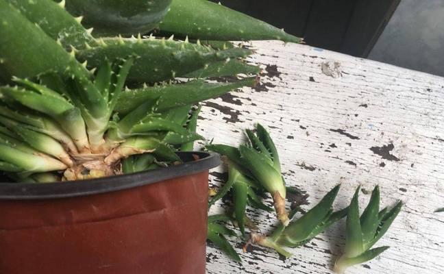 水培芦荟烂根如何处理？芦荟烂根的预防措施有哪些？