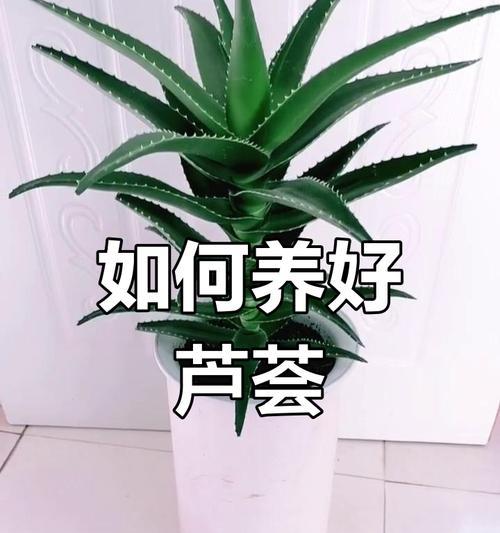 盆栽芦荟的养护要点是什么？如何避免芦荟烂根？