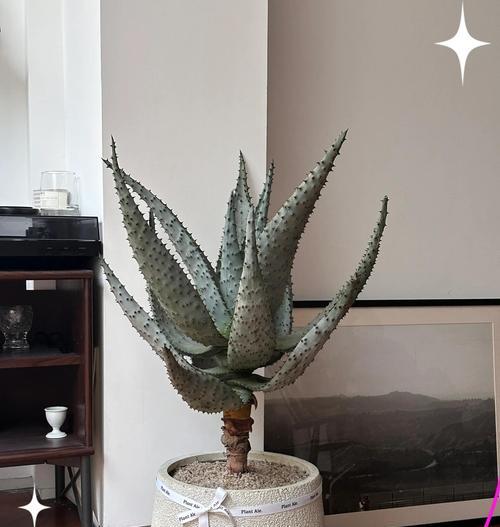 盆栽芦荟的养护要点是什么？如何避免芦荟烂根？