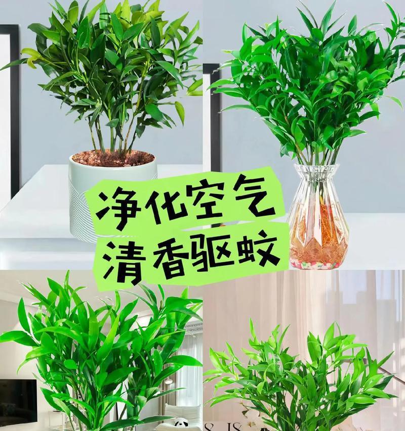 水培植物都有哪些种类？它们各自的特点是什么？