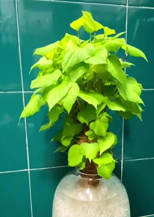 水培植物都有哪些种类？它们各自的特点是什么？