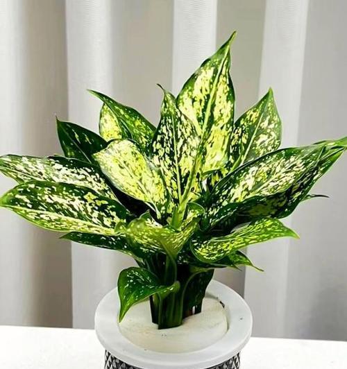水培植物都有哪些种类？它们各自的特点是什么？