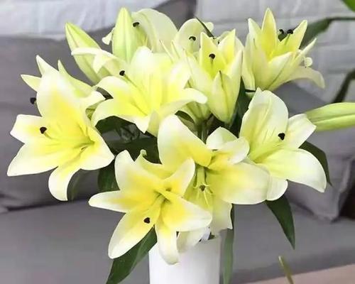 百合花水养需要注意什么？有哪些技巧？