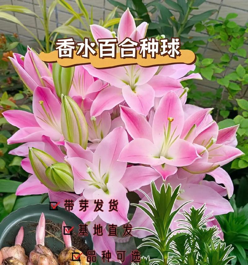 百合花水养需要注意什么？有哪些技巧？