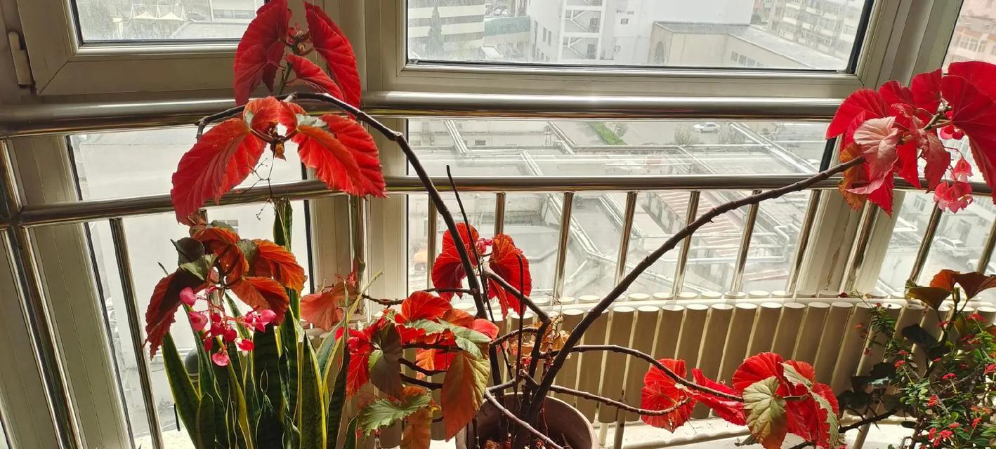 竹节海棠的养殖方法是什么？如何保持其健康生长？